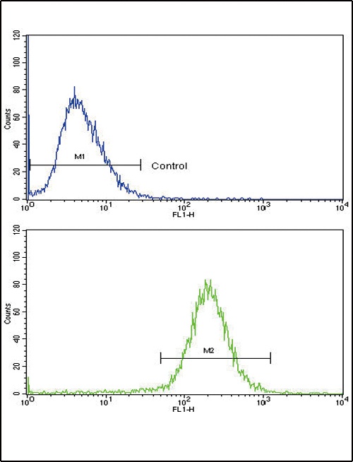 SCP2 Antibody