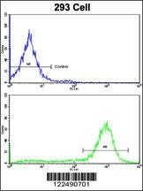 ESRRA Antibody