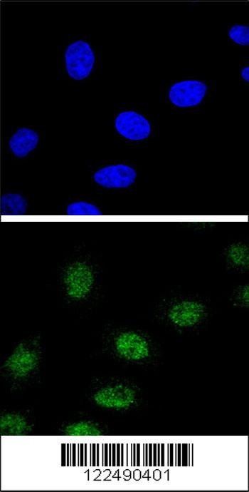 ESRRA Antibody