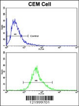 KLRD1 Antibody