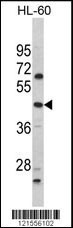 PTAR1 Antibody