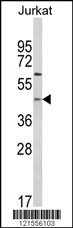 PTAR1 Antibody