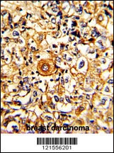 PTAR1 Antibody