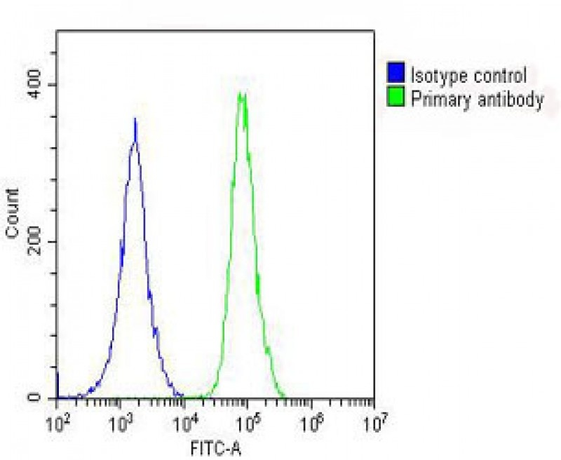 PRODH Antibody