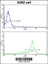 PTK2 Antibody