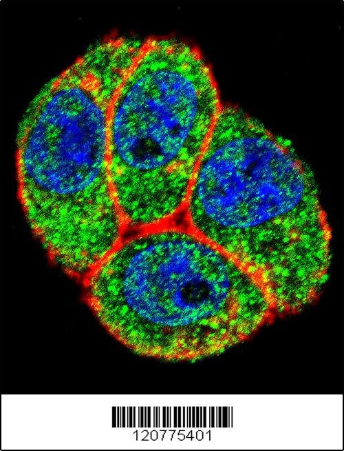 PTK2 Antibody