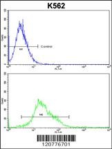 PTK2 Antibody