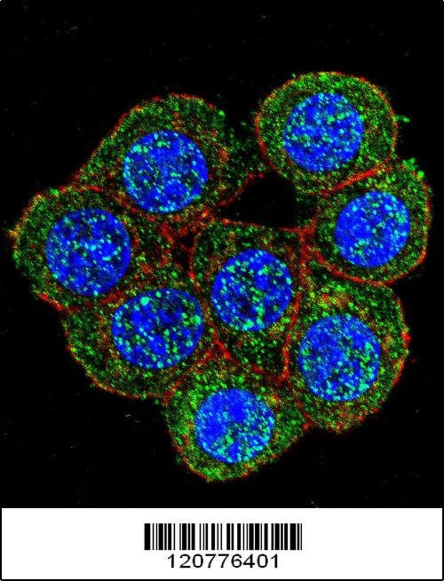 PTK2 Antibody