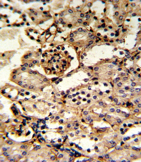 GMPS Antibody