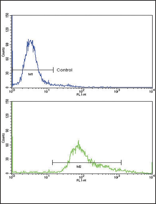 GMPS Antibody
