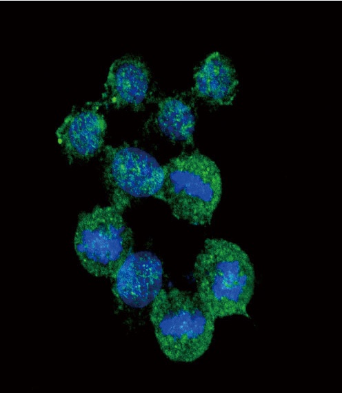 CXCL8 Antibody