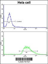 LMOD1 Antibody