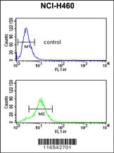 GAPDHS Antibody