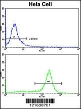 PPP2R2B Antibody