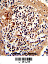 SERPINB7 Antibody