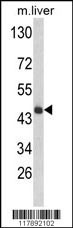 HPD Antibody