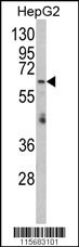 RARS2 Antibody