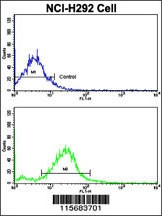 RARS2 Antibody