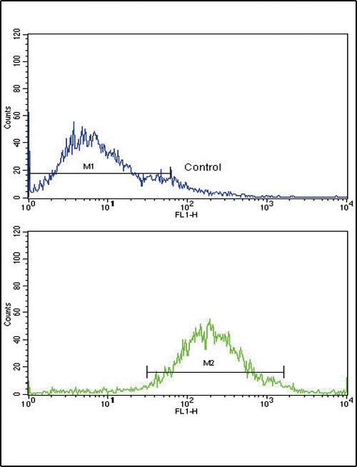 IGFBP2 Antibody