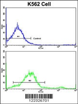 LPIN2 Antibody