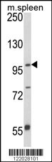 ANO5 Antibody