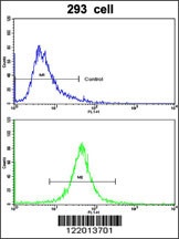 ABCC5 Antibody