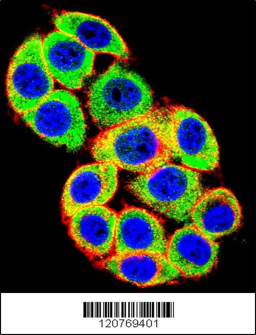 PRKCA Antibody