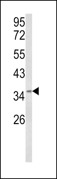 HSPC142 Antibody