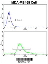 HSPC142 Antibody