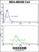 BABAM1 Antibody