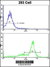 ATP5O Antibody