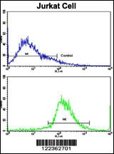 CECR5 Antibody