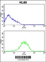 PSMB9 Antibody