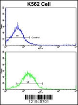 IFNAR1 Antibody