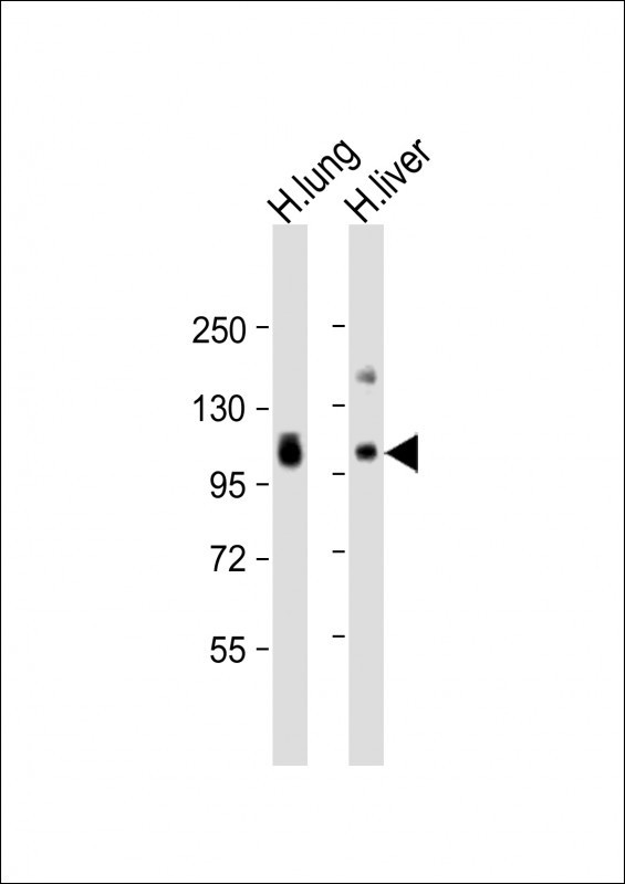 AOC3 Antibody