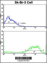 ABI1 Antibody