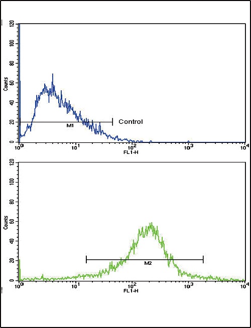 LRPAP1 Antibody