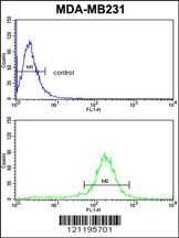 PEA15 Antibody