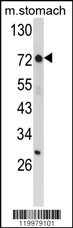 ZNF823 Antibody