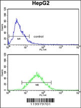 ZNF823 Antibody