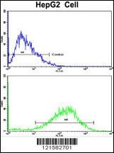 SIL1 Antibody