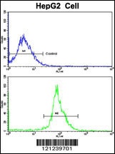 LTA Antibody