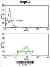 GPD1 Antibody