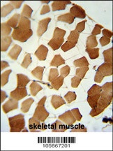 PPP6C Antibody
