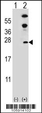 DUSP14 Antibody