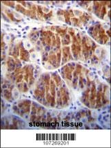 Cdc14 Antibody