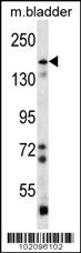 BAI1 Antibody