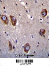 BAI1 Antibody