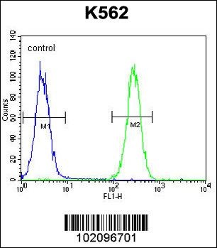 BAI1 Antibody