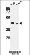 ITPKA Antibody